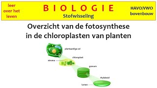 Biologie  Stofwisseling  Overzicht van de fotosynthese in de chloroplasten van planten [upl. by Akenn]