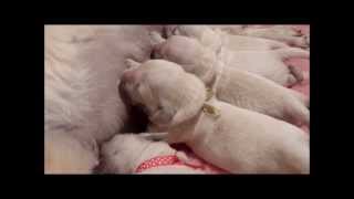 Golden Retriever Puppies newly born [upl. by Amery]