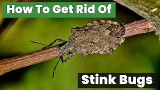 How to Get Rid of Stink Bugs Forever Proven Methods [upl. by Htiderem]