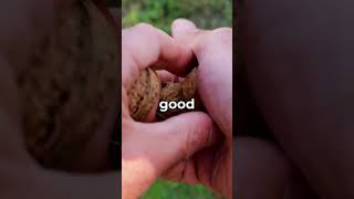 Why Do Squirrels Love NUTS 🤨 shorts viral [upl. by Letsyrk]