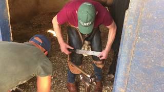 Farriers at work at Summerveld in Durban South Africa [upl. by Tarah529]