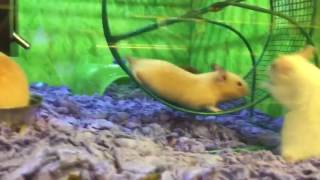 Hamster Has Epic Fail on Running Wheel [upl. by Jagir387]