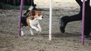 Beagle Dona AGILITY 1st PLACE [upl. by Oicnedurp]