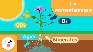 La fotosíntesis de las plantas  Ciencias naturales para niños [upl. by Hanej]