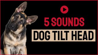 5 Sounds To Make Your Dog Tilt Head [upl. by Ahsek]