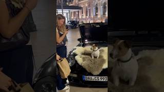 doggie with his Porsche Park at casino de Montecarlo dogs doglover porsche monaco millionaires [upl. by Emearg510]