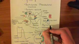 Long Term Potentiation and NMDA Receptors Part 3 [upl. by Mindy]