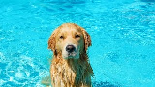 How Chesapeake Bay Retrievers Help with Wetland Restoration [upl. by Etnahc]