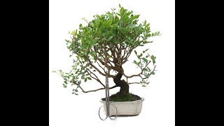 BONSAI DE PISTACIA LENTISCUS 14894 [upl. by Roderick954]