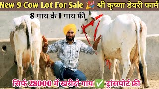 25 Letter Milk 👌 28000 में खरीदो गाय ✅ ट्रांसपोर्ट फ्री 🎉 Top 9 Sahiwal Rathi Tharparkar Gir Jersey [upl. by Yeslehc]