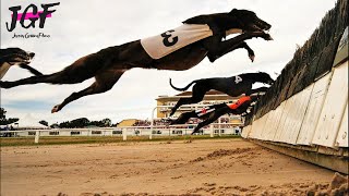 Greyhound Champion Hurdle Racing [upl. by Stefan]