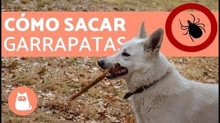 Cómo sacar garrapatas  How to remove ticks [upl. by Eelarol]