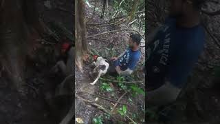 you can run but u cant hide dog run agouti hunt Trinidad 🇹🇹 Extreme Hunters [upl. by Naanac]