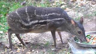 INDIAN SPOTTED CHEVROTAIN NANO DOCUMENTARY [upl. by Aselehc]