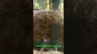 Kanarya yavrularkanarya keşfet youtubeshorts birds kuslar animals [upl. by Haya520]