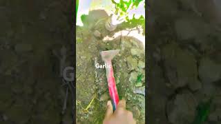 How to grow garlic seeds shorts garlic sown season by Shah kour short sviral shorts [upl. by Elburt]