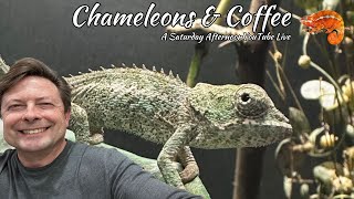 Chameleons and Coffee [upl. by Bernstein787]