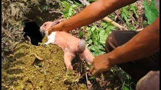 best primitive rabbit hunting technology  rabbit hole trap  rabbit catching technique [upl. by Bonneau948]