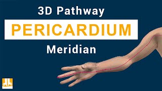 Pericardium Meridian  3D pathway from point to point [upl. by Robbin]