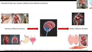 Peripheral Nervous System Afferent and Efferent Divisions just the facts [upl. by Rika150]