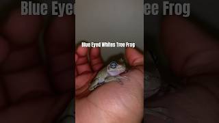 Stunning Blue Eyed Whites Tree Frog 🤩 cuteanimals pets [upl. by Aitnic]