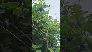 Aparajita plant care tips gardening flowers plants houseplants aprajitaplant flowerbeauty [upl. by Ludly]