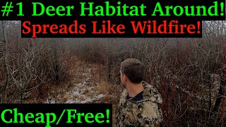 Top Buck Bedding Habitat Improve any Hunting Property Deer Pick Over Switchgrass [upl. by Ycnay]