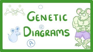 GCSE Biology  Genetic Diagrams 73 [upl. by Yhtamit]