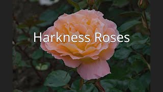 Harkness Roses [upl. by Sirak737]