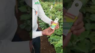 Trichogramma chilonis Green Bio Guard Tricho cards Biocontrol Agents  How To Use Trichocard [upl. by Elpmid]