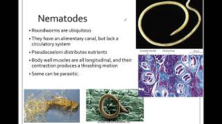 335 Ecdysozoa Nematoda [upl. by Meave]