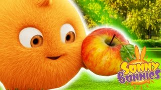 Cartoons for Children  Sunny Bunnies THE SUNNY BUNNIES THE APPLE  Funny Cartoons For Children [upl. by Adanar]