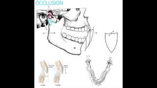 Occlusion Part 1 [upl. by Mccafferty]