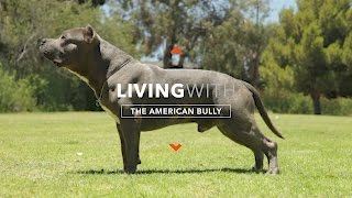 ALL ABOUT LIVING WITH THE AMERICAN BULLY [upl. by Aicirpac131]