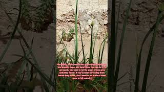 How to get onion seeds from green onions shorts [upl. by Caundra7]