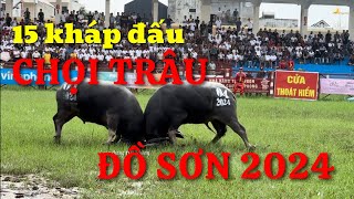 15 kháp đấu tại Lễ hội Chọi trâu Đồ Sơn 2024 [upl. by Keir663]