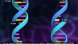 DNA Replication Process 3D Animation [upl. by Saddler260]