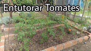 Guia Completa para Entutorar Tomates Cherry  Entutorar Tomates con Cuerda  Amarrar Tomates [upl. by Ajam751]