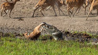 Crocodile Attack at the Watering Hole  Planet Earth III  BBC Earth [upl. by Trebleda]