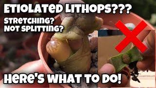 Lithops update  what to do with etiolated stretching not splitting living stone  living rocks [upl. by Barolet372]