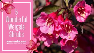 5 Wonderful Weigela Shrubs  Naturehillscom [upl. by Colly170]