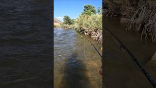 Brown Trout Eats Hopper Topwater Fly Fishing fishing flyfishing dryflyfishing [upl. by Shandeigh852]