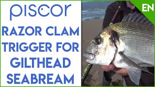 Razor Clam Trigger for Gilthead Seabream Surfcasting Fishing [upl. by Naivad312]