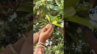 Taste natural Sapota Fruit 🤤fruit sapota garden plants [upl. by Dorman405]