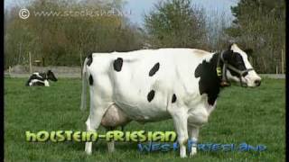 HolsteinFriesian dairy cattle in WestFriesland [upl. by Neeruan]