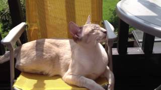 Siamese Cat talking to the birds [upl. by Claire228]