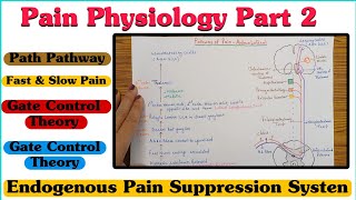 Pain Physiology  Part 2 ll Pain Pathway ll Fast amp Slow Pain ll Gate Control Theory [upl. by Sugna197]