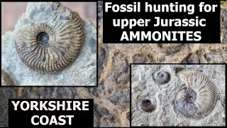 fossilhunting for UPPER JURASSIC ammonite fossils on the Yorkshire coast [upl. by Arabelle]