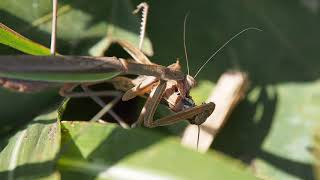 ツチイナゴを喰うオオカマキリ Tenodera sinensis was eating Patanga japonica [upl. by Fuller]