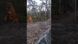 My Ridgeback Loki runs uphill with little effort 😎 slow motion ridgeback dog australia [upl. by Adnik]